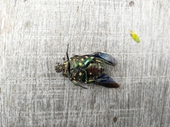 Protaetia niveoguttata