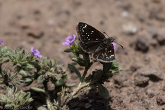 Pholisora