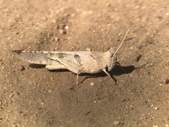 Trimerotropis thalassica