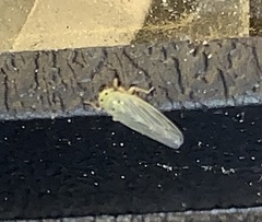 Macrosteles lepidus