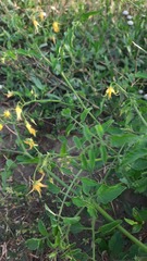 Solanum pimpinellifolium