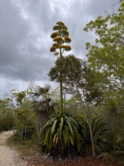 Agave caymanensis