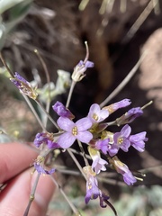 Phoenicaulis cheiranthoides