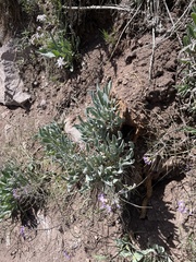 Phoenicaulis cheiranthoides