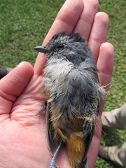 Thamnophilus caerulescens