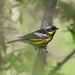 Magnolia Warbler - Photo (c) Dan Schuurman, some rights reserved (CC BY-NC-SA), uploaded by Dan Schuurman