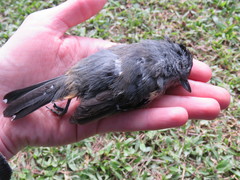 Thamnophilus caerulescens