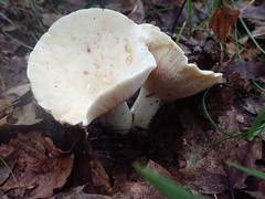 Lactifluus glaucescens