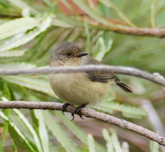 Acanthiza inornata