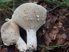 Lactifluus glaucescens