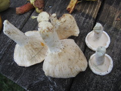 Lactifluus glaucescens