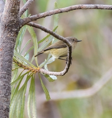 Acanthiza inornata