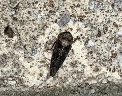 Paraphlepsius collitus