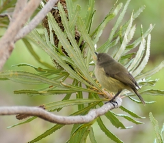Acanthiza inornata