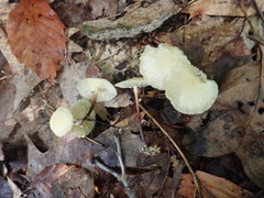 Marasmius delectans