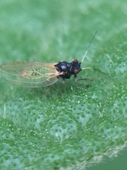 Acizzia solanicola