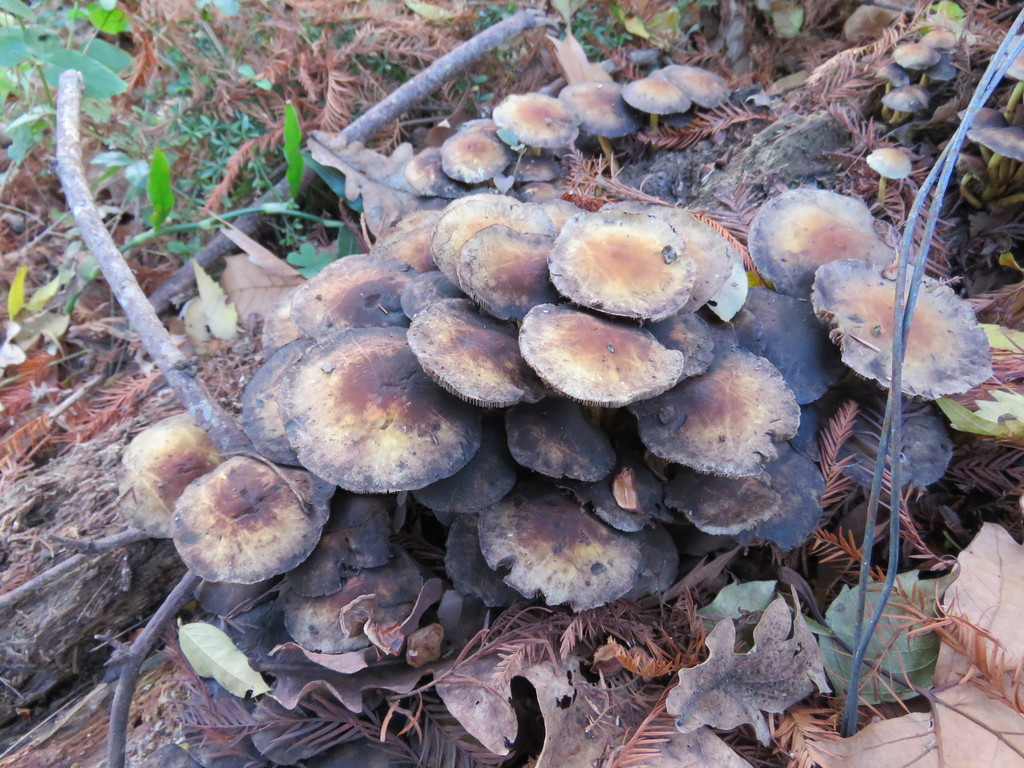 Hypholoma fasciculare · June 2018 · photo: © nicoolejnik (iNaturalist, cc-by)