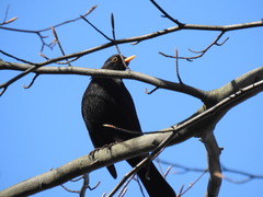Turdus merula