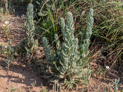 Dimorphocarpa candicans