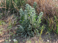 Dimorphocarpa candicans