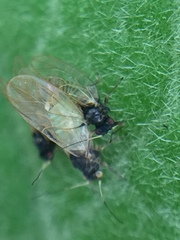 Acizzia solanicola