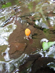 Mitrula lunulatospora