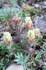 Castilleja hyperborea
