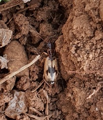 Cymindis andreae