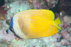 Chaetodon kleinii