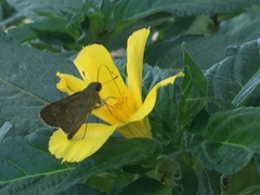 Pelopidas mathias mathias