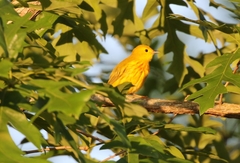 Setophaga petechia