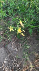 Solanum pimpinellifolium