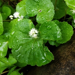 Hydrocotyle leucocephala