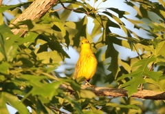 Setophaga petechia