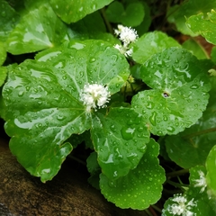 Hydrocotyle leucocephala