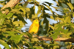 Setophaga petechia