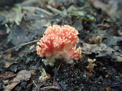 Ramaria subbotrytis