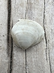 Maorimactra ordinaria