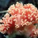 Ramaria subbotrytis - Photo (c) huafang, some rights reserved (CC BY-NC), uploaded by huafang