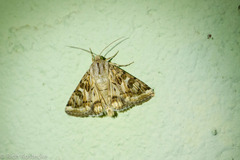 Protoschinia nuchalis