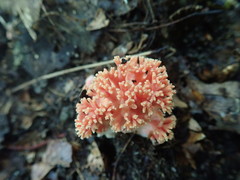 Ramaria subbotrytis