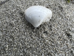 Maorimactra ordinaria