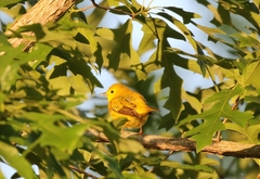 Setophaga petechia