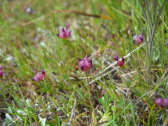 Trifolium depauperatum