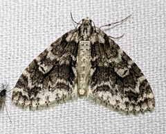 Cladara limitaria