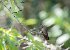 Lampornis amethystinus