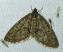 Cladara limitaria