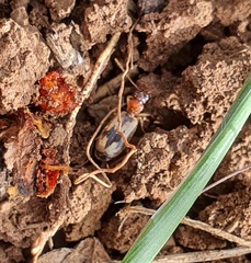 Cymindis andreae