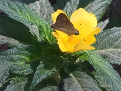 Pelopidas mathias mathias