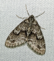 Cladara limitaria